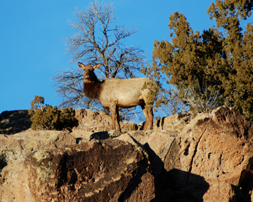 elk cow