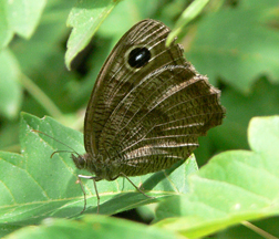 Common Wood-nymph