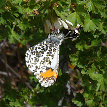 Sara Orangetip