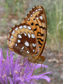 Great Spangled Fritilary