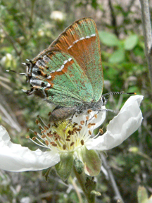 Juniper Hairstreak