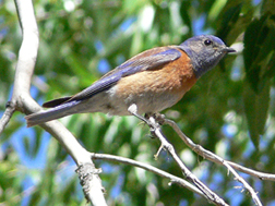 Western Bluebird Western Bluebird