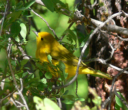 Yellow Warbler Yellow Warbler