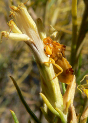 ambush bug