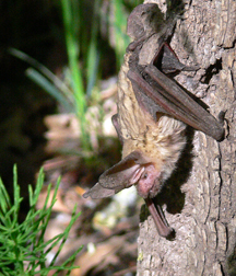 Big-eared Bat