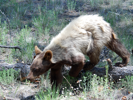 blonde black bear