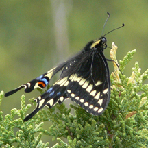 black swallowtail