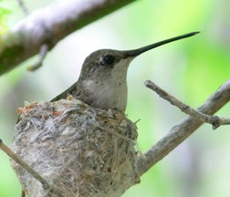 Black-chinned Hummingbird (female) Black-chinned Hummingbird (female)