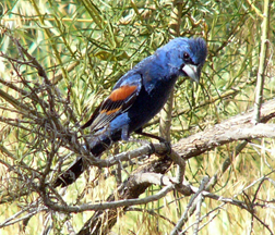 Blue Grosbeak Blue Grosbeak