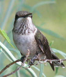 Broad-tailed Hummingbird (female) Broad-tailed Hummingbird (female)
