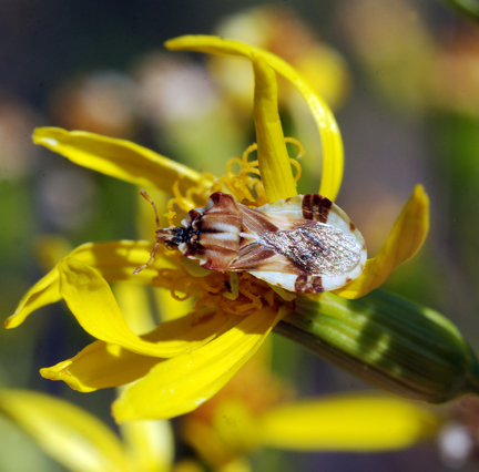 Ambush Bug