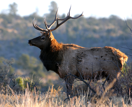 bull elk