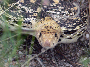 bullsnake
