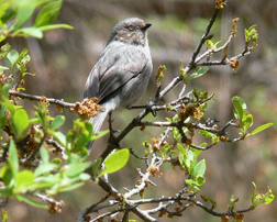 Bushtit