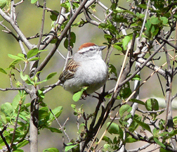Chipping Sparrow Chipping Sparrow