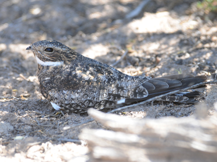 Common Nighthawk