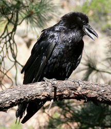 Common Raven Common Raven