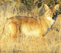 Coyote