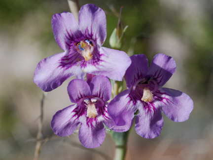 Purple Penstemon