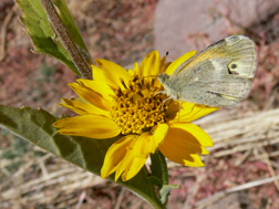 Dainty Sulphur