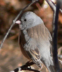 Dark-eyed Junco Dark-eyed Junco