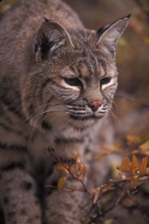 Bobcat
