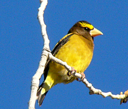Evening Grosbeak Evening Grosbeak