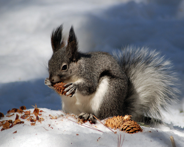 Abert's squirrel