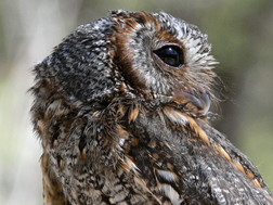 Flammulated Owl Flammulated Owl