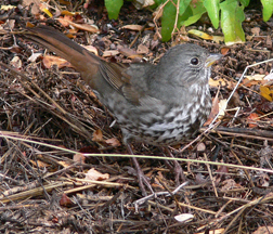 Fox Sparrow Fox Sparrow