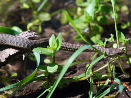 Western Terrestrial Garter Snake