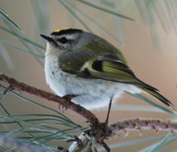 Golden-crowned Kinglet Golden-crowned Kinglet
