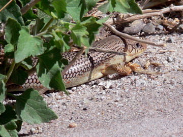 Great Plains Skink