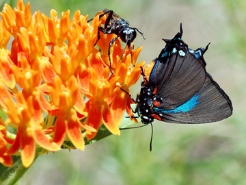 Great Purple Hairstreak
