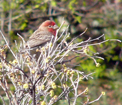 house finch