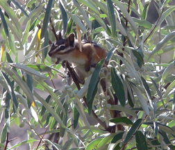 Colorado Chipmunk