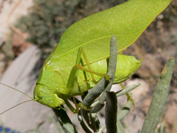 angle winged katydid