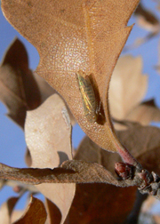 leaf hopper