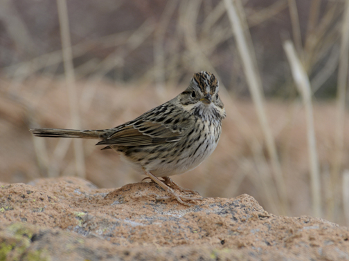 Lincoln's Sparrow