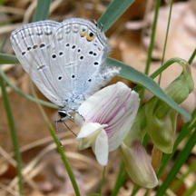 tailed blue