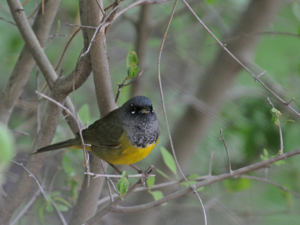 MacGillivray's Warbler