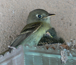 Cordilleran Flycatcher with babies Cordilleran Flycatcher with babies