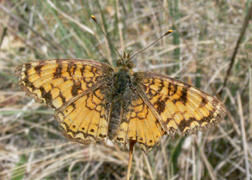 Mormon Fritillary