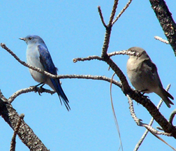 Mountain Bluebird couple Mountain Bluebird couple