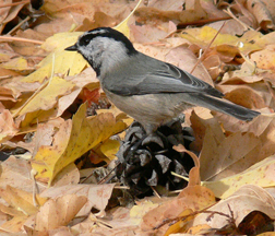 Mountain Chickadee Mountain Chickadee