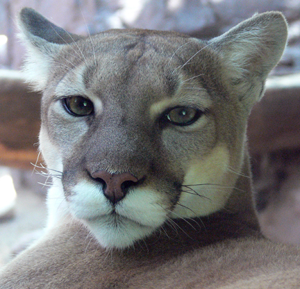 mountain lion