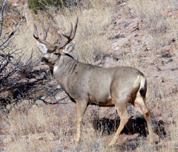 Mule Deer
