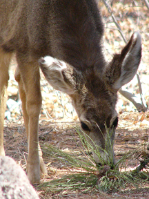 Mule deer eating ponderosa twigs