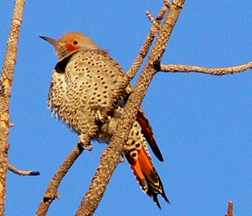 Northern Flicker