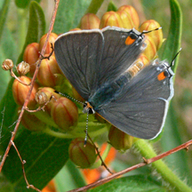 Gray Hairstreak
